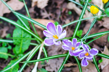 Springtime crocus flowers in a park