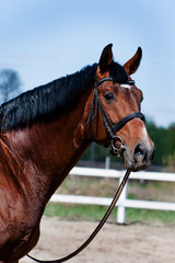 Fototapeta premium Handsome stallion sports at large. The spring sun illuminates his brilliant skin. He knows his price. A great pastime in the stables to admire the horses.