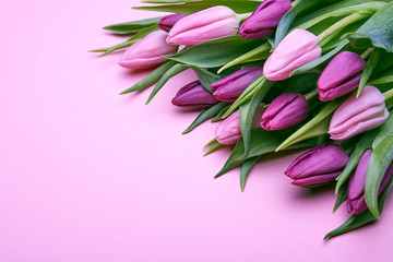 Spring tulips flowers in pink