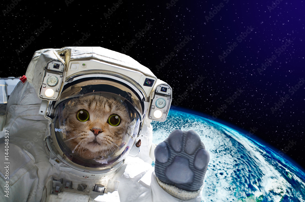 Wall mural cat astronaut in space on background of the globe. elements of this image furnished by nasa.