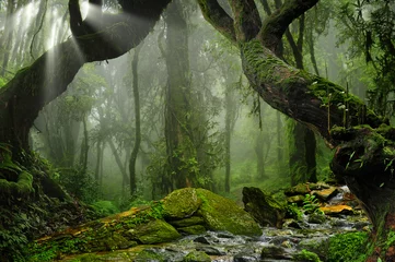 Deurstickers Jungle Azië regenwoud