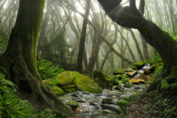 Türaufkleber Dschungel Regenwald in Asien