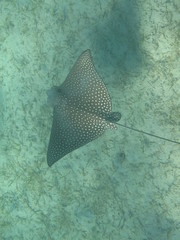 coralli e pesci del mare © paolo