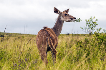 female Impala buck feeding on green leafed plant