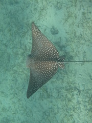 coralli e pesci del mare © paolo