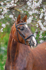 Obraz premium Portrait of beautiful red horse portrait against blossom spring tree