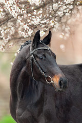 Obraz premium Beautiful black horse portrait against blossom spring tree