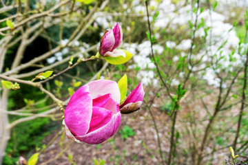 Springtime Magnolia tree blossom