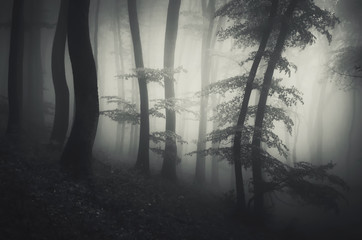 foggy forest fantasy landscape