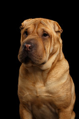 Close-up Portrait of Wrinkled Sharpei Dog with Sad Look on Isolated Black Background, Front view