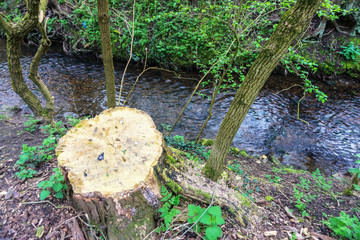 Springtime tree cut to a stump at the side of a stream