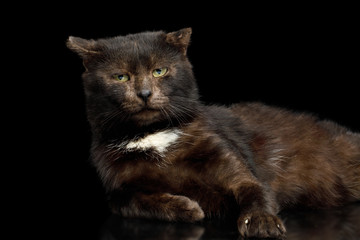 tranquility brown cat look like bear lying on isolated black background