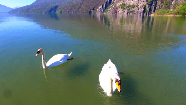 Aerial 4k - Riserva Naturale di Pian di Spagna - Lombardia (IT) - Coppia di cigni reali