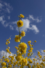 K&eacute;ria japonica en floraison au printemps avec un joli ciel bleu et nuages