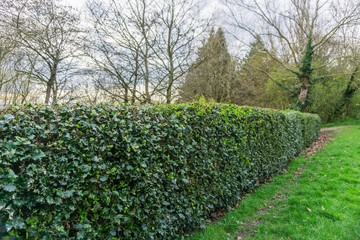 Springtime in a park pathways and blossom lush foliage