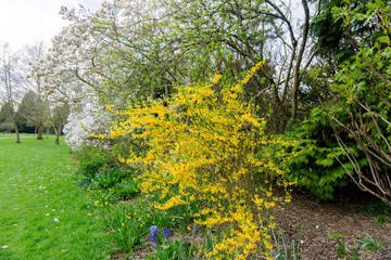 Springtime yellow flowers leaves on a bush in a park