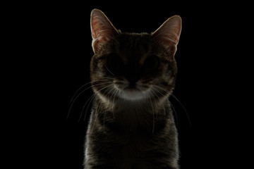 Portrait of Silhouette of Cat in dark on Isolated Black background, front view