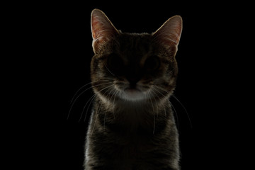 Obraz premium Portrait of Silhouette of Cat in dark on Isolated Black background, front view