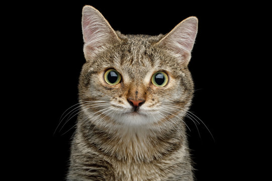 Portrait of Unusual Cat with wide nose, Looking in Camera on Isolated Black background, front view