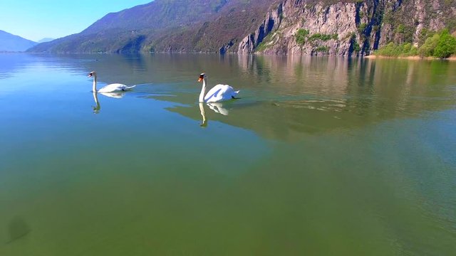 Aerial 4k - Riserva Naturale di Pian di Spagna - Lombardia (IT) - Coppia di cigni reali