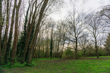Fototapeta premium Springtime in a park pathways and blossom lush foliage