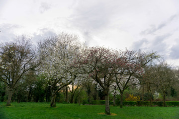 Springtime in a park pathways and blossom lush foliage