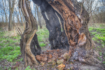 burned tree trunk
