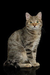 Obraz premium Cat with unusual wide nose sitting on Isolated Black background, side view