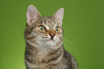 Portrait of Unusual Cat with wide nose, Looking up on Green background, front view