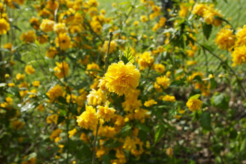Buisson de fleurs au printemps sous le soleil