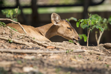 Image of a deer on nature background. wild animals.