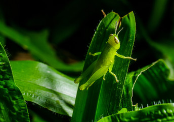 Grasshopper on green leaf