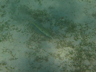 coralli e pesci del mare © paolo