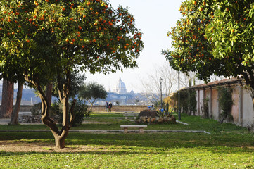 San Pietro dal Colle Aventino, giardino con aranci, panorama