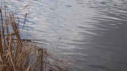 Dried grass near the water. On the riverside grow tall dry grass. River view in cloudy weather.