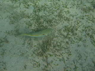 coralli e pesci del mare © paolo