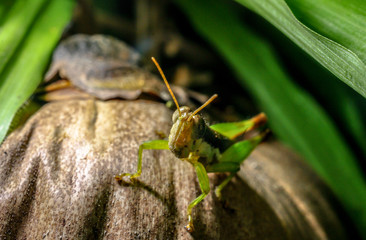 Grasshopper on brown coconut