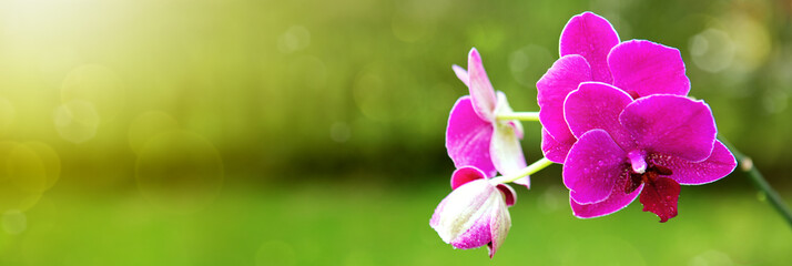 Naklejka premium Pink Orchid Flowers background.