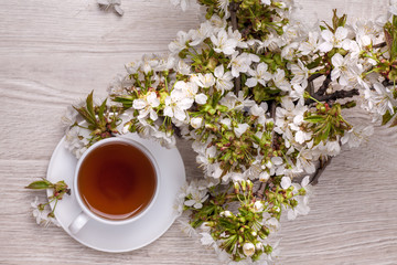 Still life with cherry blossom