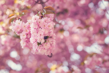 Spring Japanese Cherry blossoms   