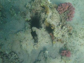 coralli e pesci del mare © paolo