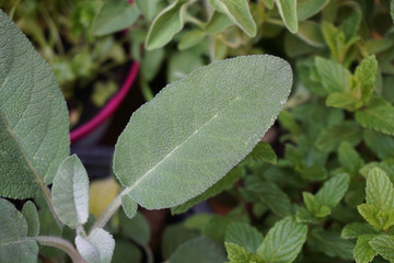 sage (salvia) leaf isolated
