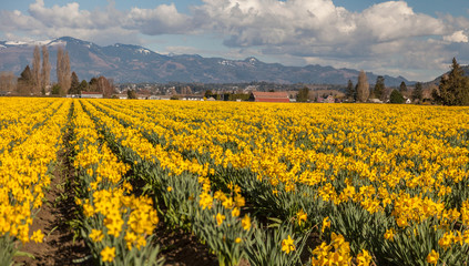 Obraz premium daffodil flowers in Skagit Valley Washington with Cascade Mountains