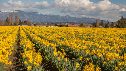 daffodil flowers in Skagit Valley Washington with Cascade Mountains
