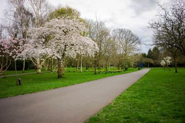 Springtime in a park pathways and blossom lush foliage