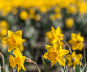 daffodil flowers in Skagit Valley Washington shallow focus