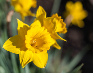 closeup of daffodil flowers in Skagit Valley Washington