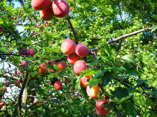 Large ripe plum on the branch in the garden