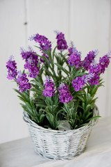 Field with small inflorescences, flowers.Purple. In the basket