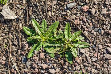 Dandelion leaves on stone background